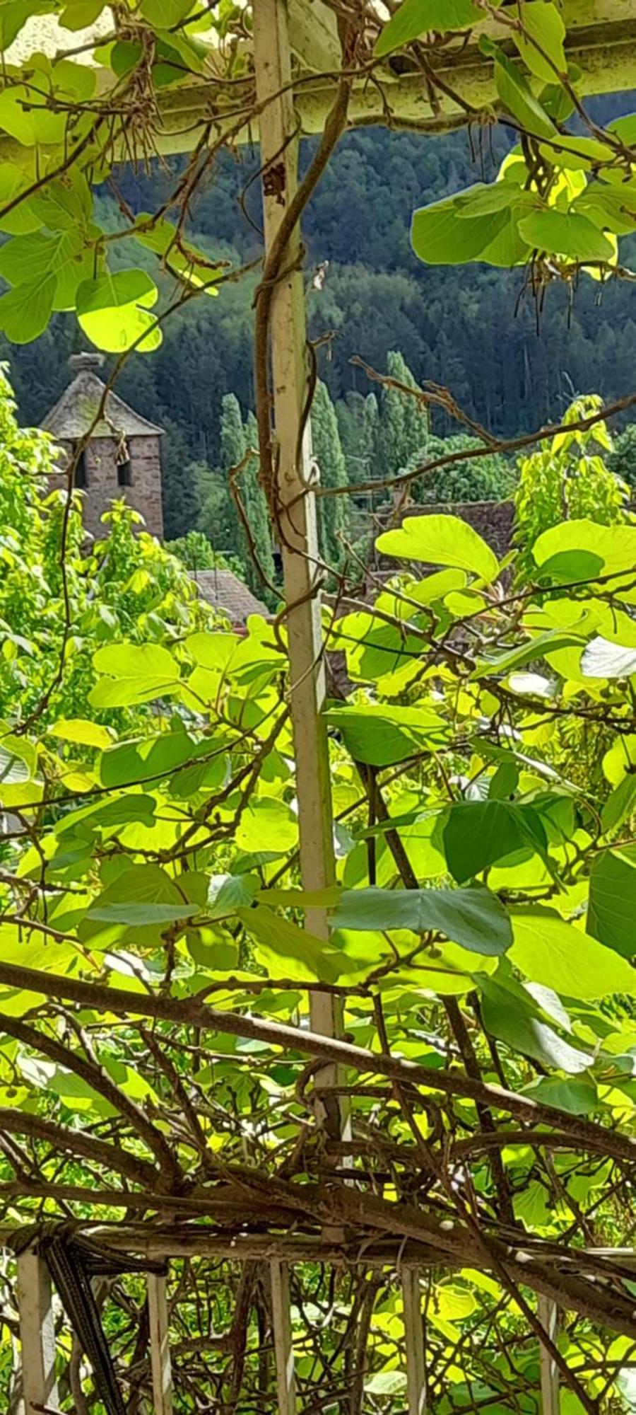 Appartements & Chambres Les Loges Du Capucin Kaysersberg-Vignoble Exterior foto